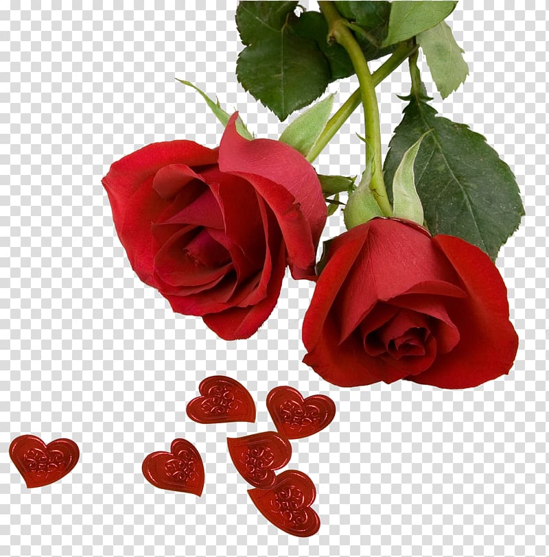 Best Roses Screensaver , Rose transparent background PNG clipart