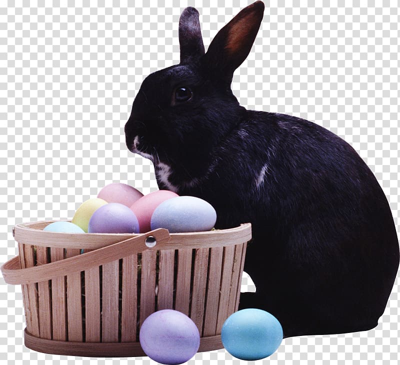 Domestic rabbit Easter Bunny Leporids European rabbit, Easter transparent background PNG clipart