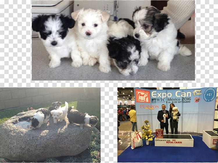 Havanese dog Morkie Maltese dog Shih Tzu Schnoodle, puppy transparent background PNG clipart