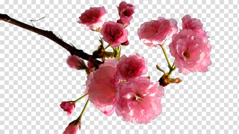 Cherry blossom, Plum Creative transparent background PNG clipart