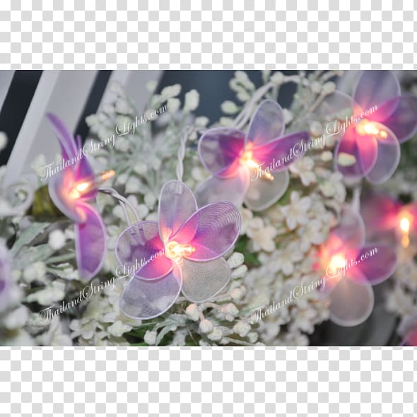 Flowering plant, others transparent background PNG clipart