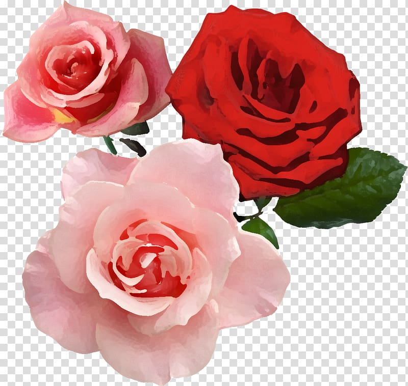Flower Garden roses Red Aesthetics , real flower transparent background PNG clipart