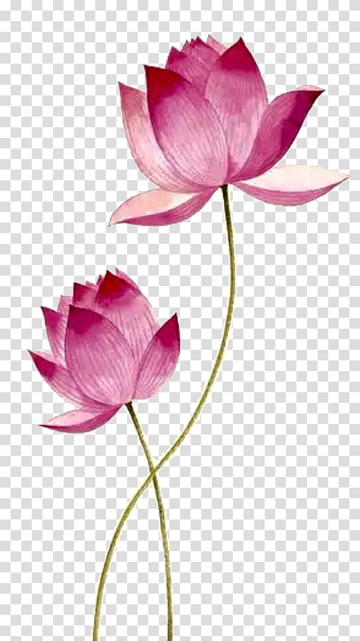 pink flowers illustration, Drawing Nelumbo nucifera, Pink lotus transparent background PNG clipart