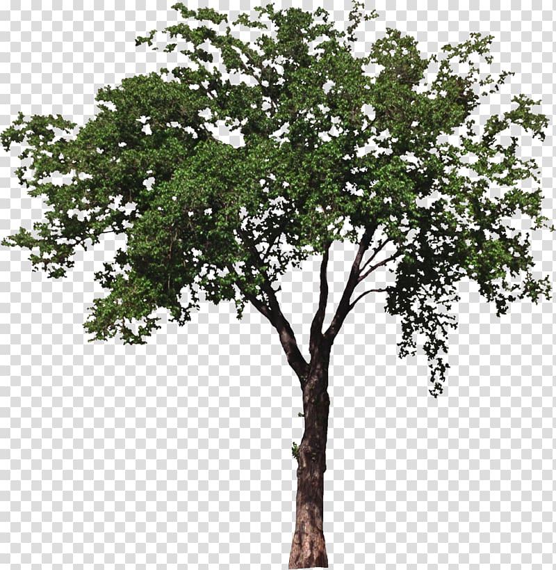 House Room Tree Porch Box, bushes transparent background PNG clipart