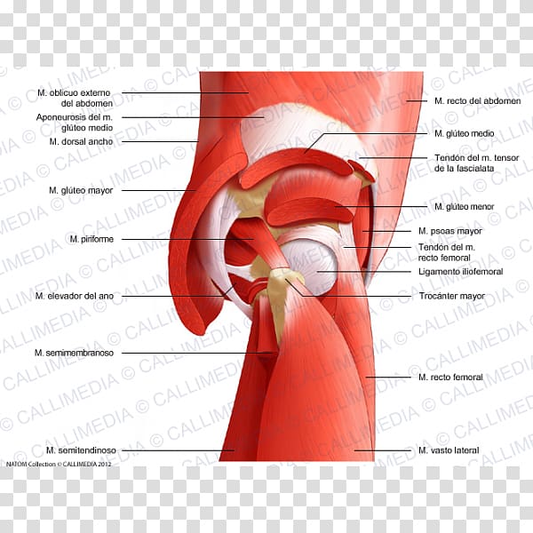 Gluteal muscles Rectus femoris muscle Gluteus maximus muscle Nerve Gluteus minimus muscle, others transparent background PNG clipart