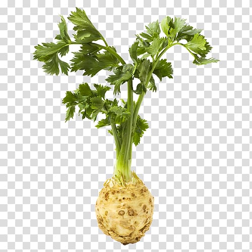 Vannes Celeriac , vegetable transparent background PNG clipart