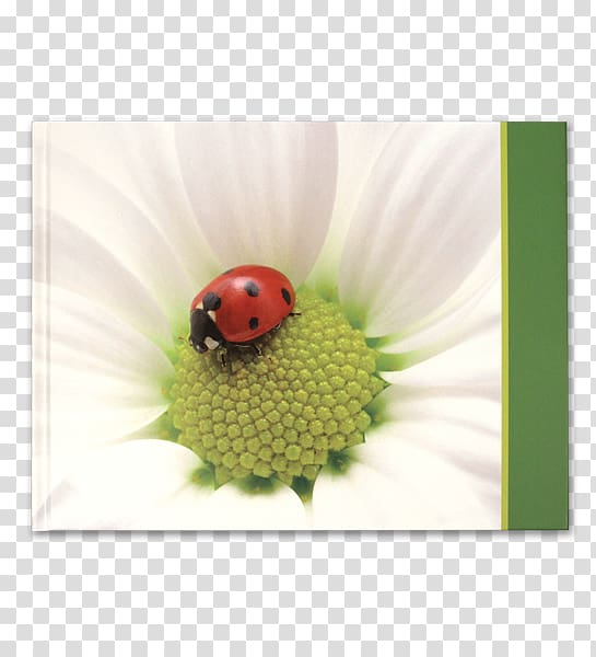 Flower Lady Bird, flower transparent background PNG clipart