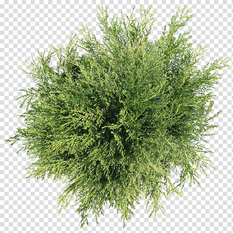 Tree Plant Shrub, tree top view, green leafed plant transparent background PNG clipart
