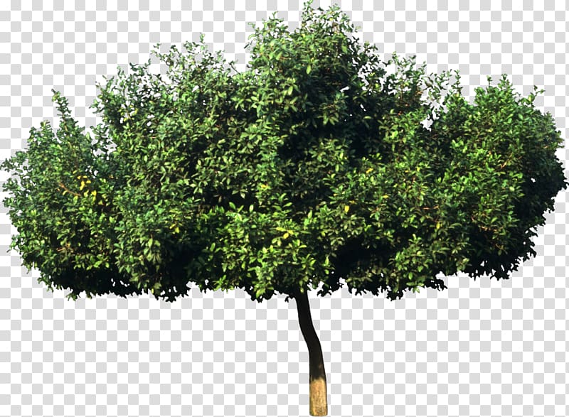 Tree Plant Bombax ceiba Leaf Green, bushes transparent background PNG clipart