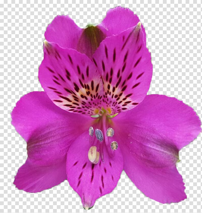 Lily of the Incas Dalat Hasfarm Violet Color Red, Alstroemeria transparent background PNG clipart