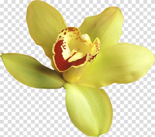 Popular Orchids Flower , yellow flowers transparent background PNG clipart
