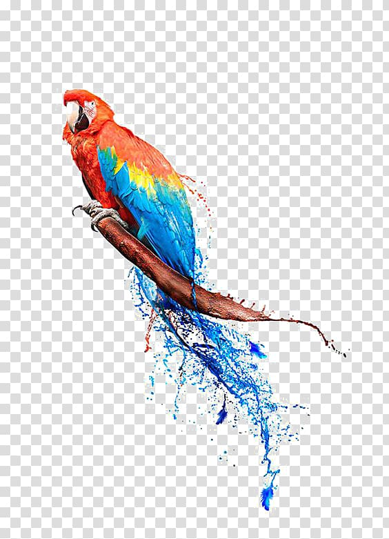 water parrot transparent background PNG clipart
