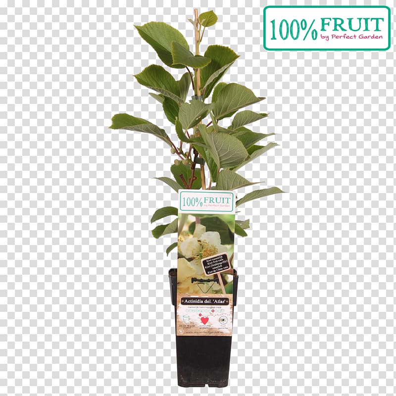 Kiwifruit Actinidia deliciosa Plant 20th century Seed, others transparent background PNG clipart