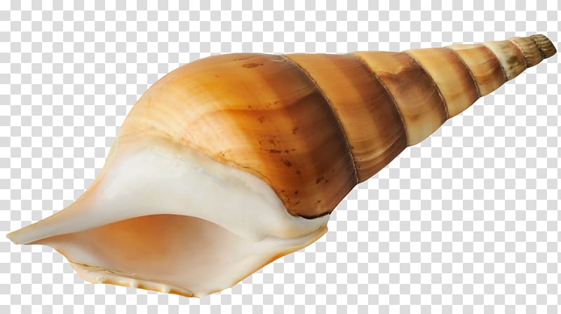 Seashell Sea snail, conch transparent background PNG clipart