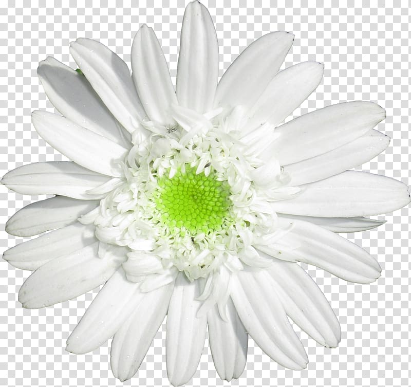 Oxeye daisy Daisy family German chamomile Cut flowers, camomile transparent background PNG clipart