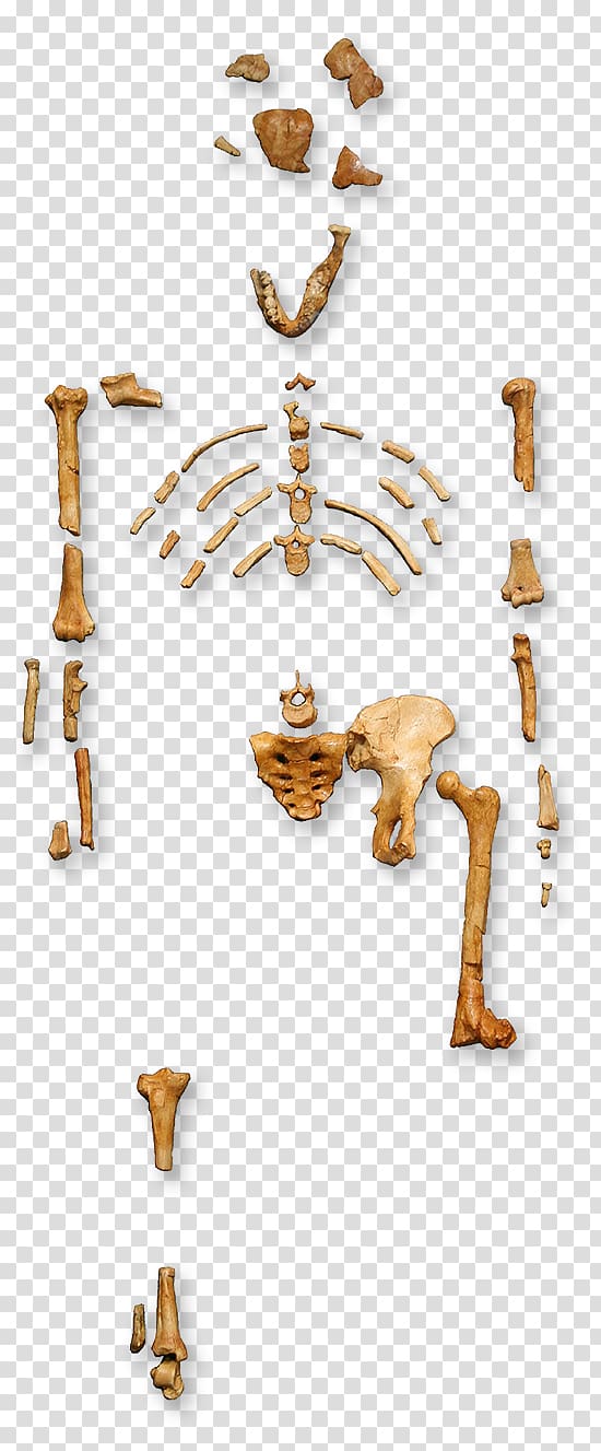 Primate Australopithecus afarensis Human evolution Lucy, Australopithecine transparent background PNG clipart