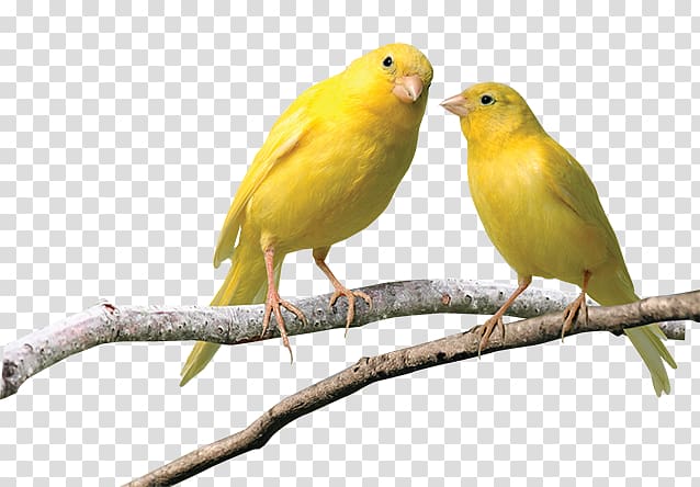 Domestic canary Finches Budgerigar Pet Yellow canary, others transparent background PNG clipart