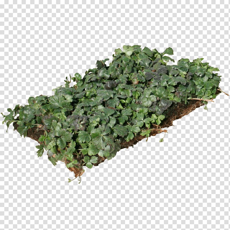 Myrtle Groundcover Perennial plant Evergreen Plants, ground cover transparent background PNG clipart