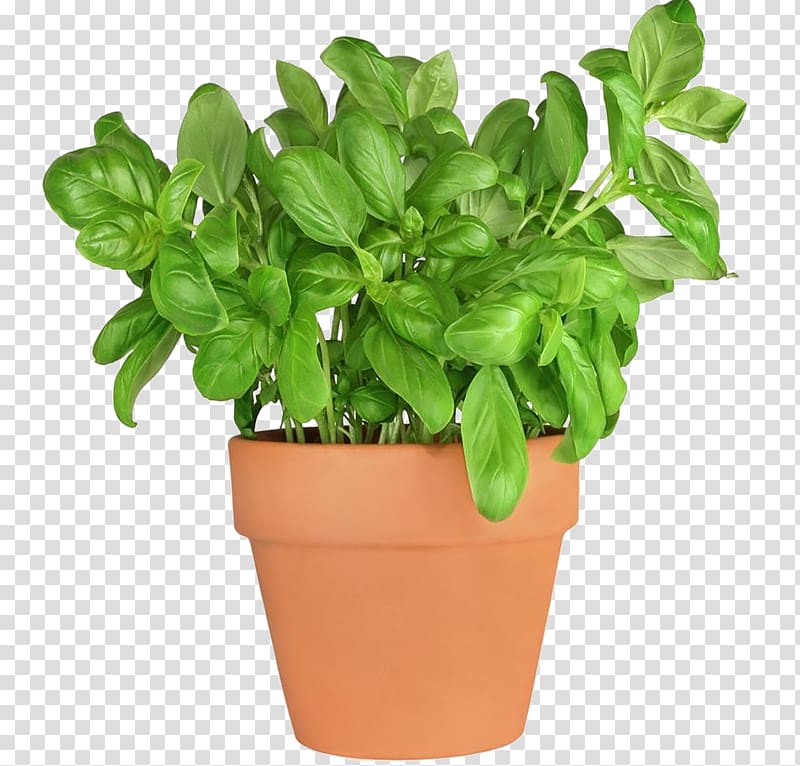 Basil Fines herbes Herbaceous plant Parsley, basil transparent background PNG clipart
