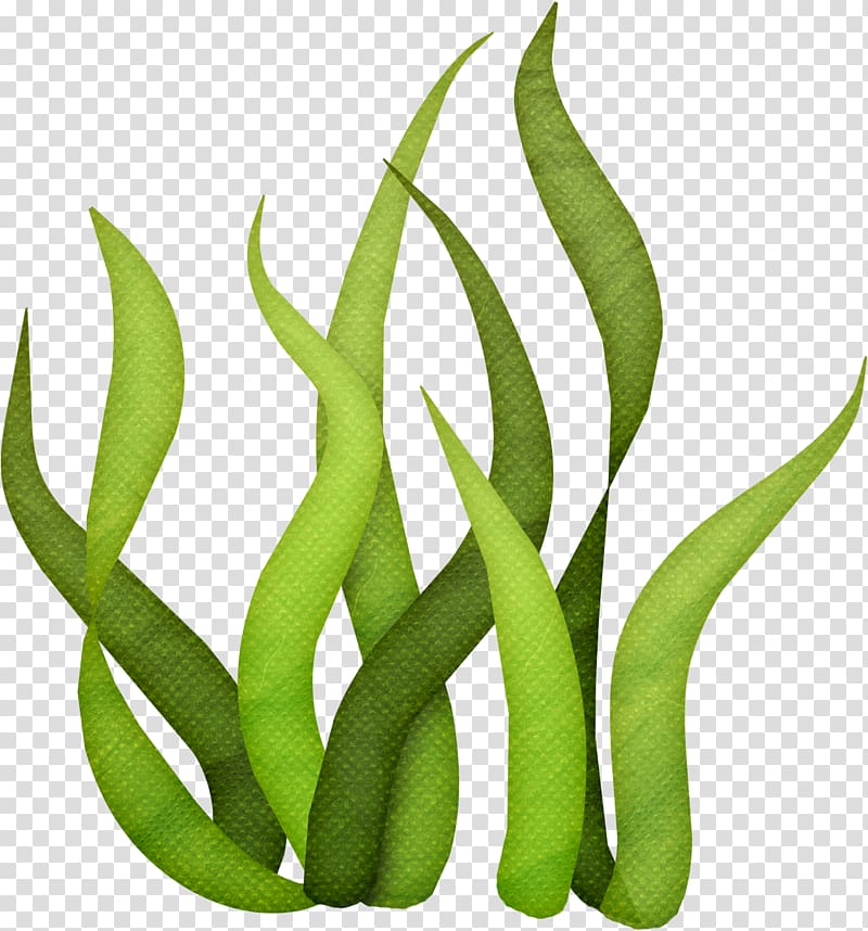 green plants illustration, Seaweed Drawing , under sea transparent background PNG clipart
