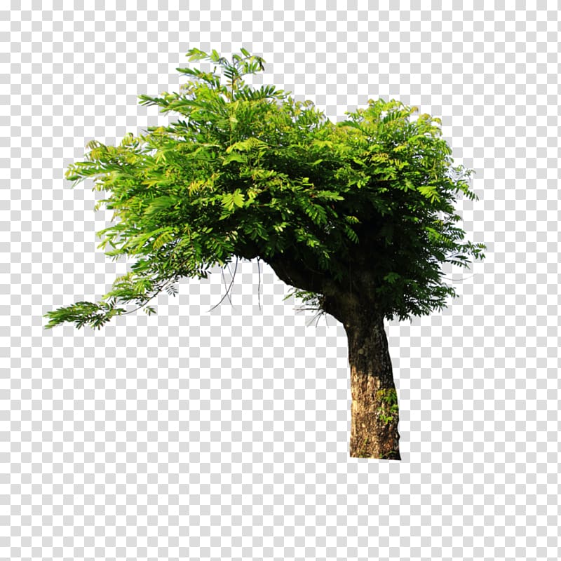 green tree, Tree Art , trees transparent background PNG clipart