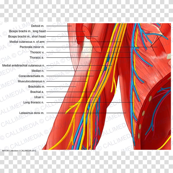 Median nerve Elbow Musculocutaneous nerve Ulnar nerve, arm transparent background PNG clipart