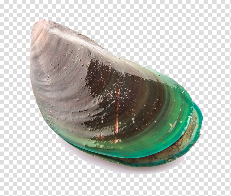 Mussel Clam Perna viridis Seashell Oyster, clams transparent background PNG clipart