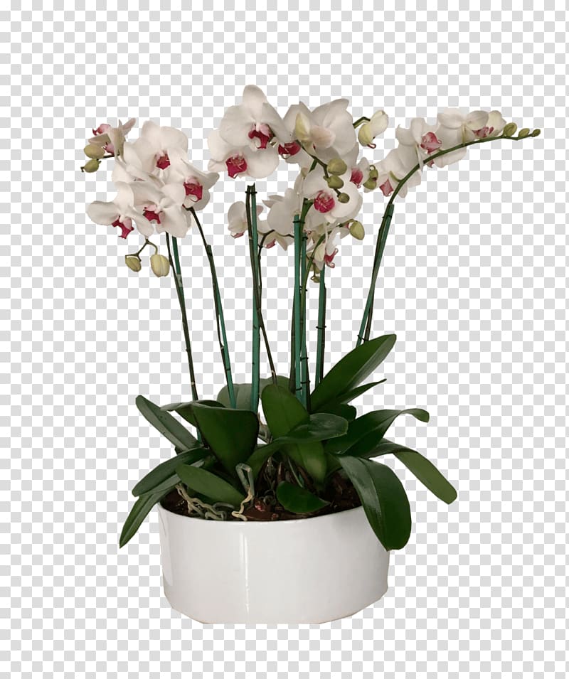 Moth orchids Flowerpot Cut flowers Artificial flower, flower transparent background PNG clipart