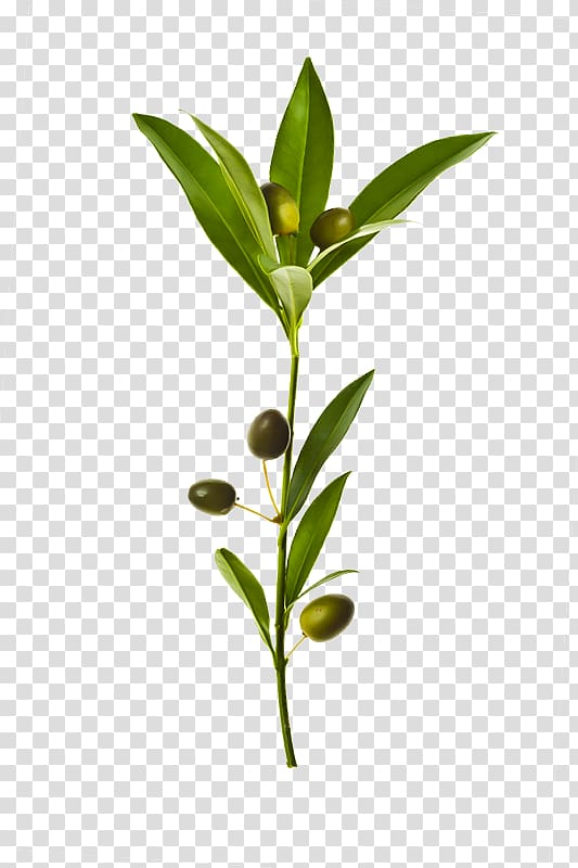 olive plant, Olive branch Olive leaf, Fresh olive branch transparent background PNG clipart
