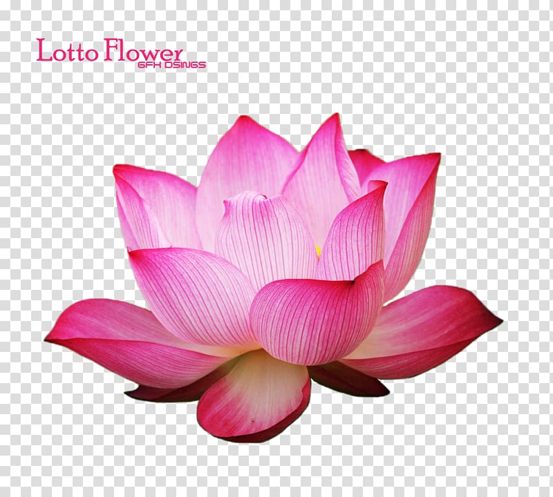 Plastic Material EC21, Inc. Company Quality, lotus bloom transparent background PNG clipart
