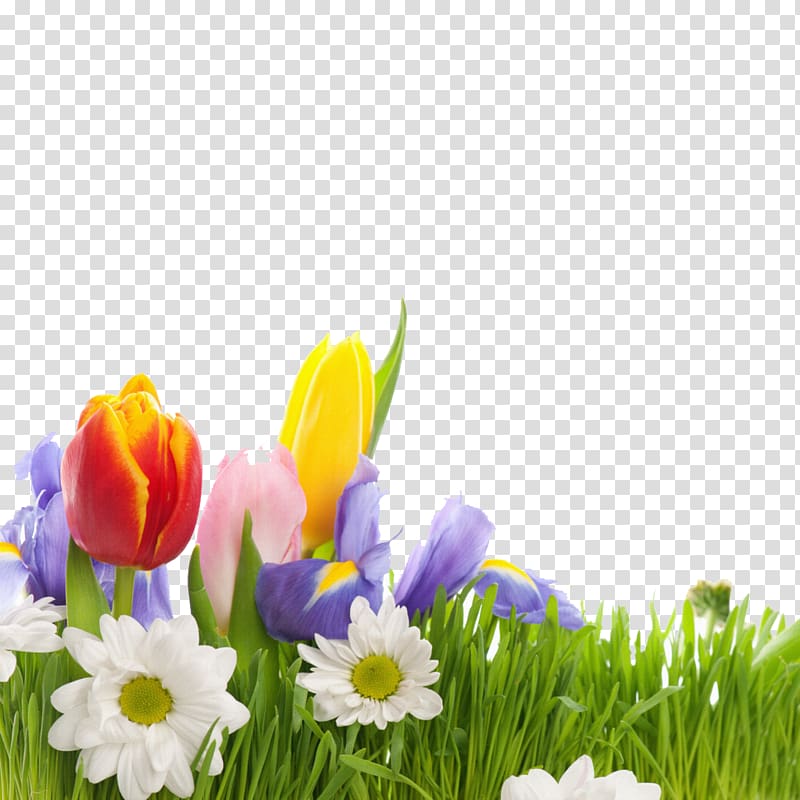 Flower Spring , Beautiful tulips transparent background PNG clipart