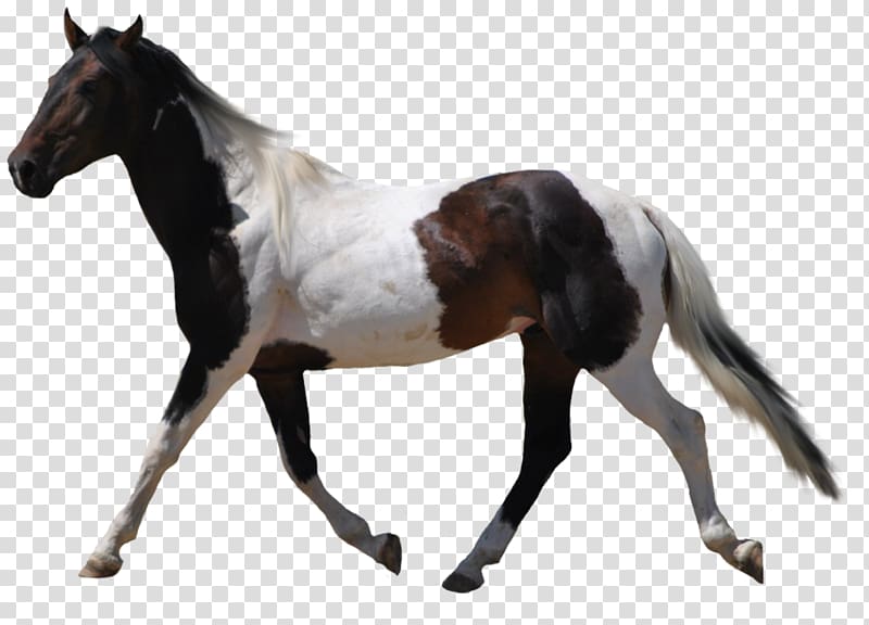 American Paint Horse Desktop , others transparent background PNG clipart