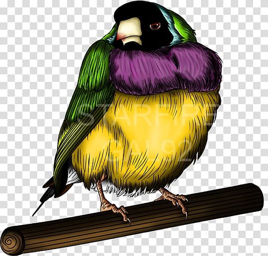 Finches TeePublic Gouldian finch Parrot Art, parrot transparent background PNG clipart