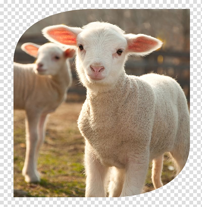 4 Pics 1 Word Shetland sheep Lamb and mutton Sheep farming , lamb transparent background PNG clipart