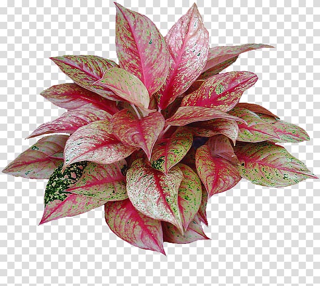 Flower Houseplant Chinese evergreen Ornamental plant, flower transparent background PNG clipart