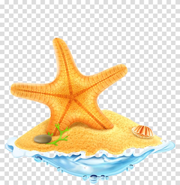 Seashell Starfish, coquillage transparent background PNG clipart