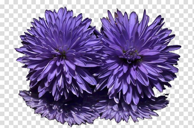 New York aster Purple Sweet violet Flower, others transparent background PNG clipart