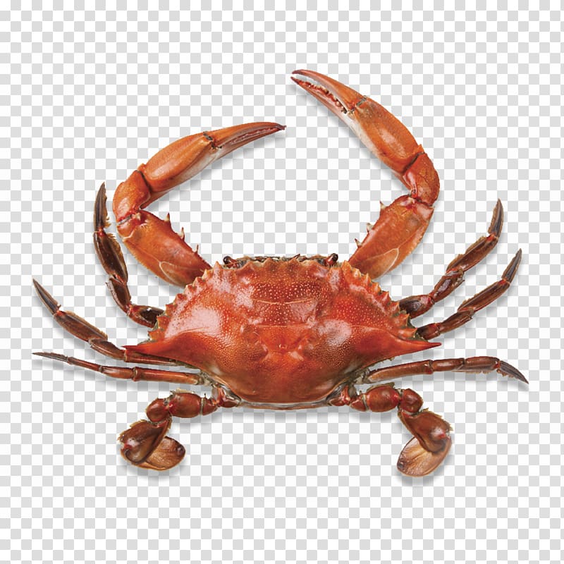 Chesapeake blue crab, Quality crab material transparent background PNG clipart