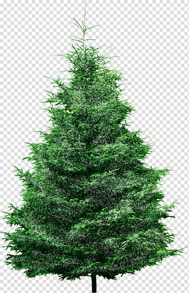 Pine Christmas tree Spruce Conifers, a pine tree transparent background PNG clipart