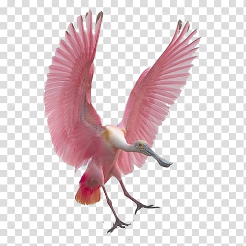 Bird flight Spoonbills Roseate spoonbill Feather, Bird transparent background PNG clipart