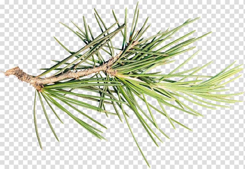 Pine Spruce Fir Tree Branch, pine cone transparent background PNG clipart