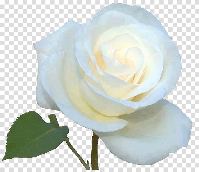 Garden roses Cabbage rose Floribunda Rosa × alba White, flower transparent background PNG clipart