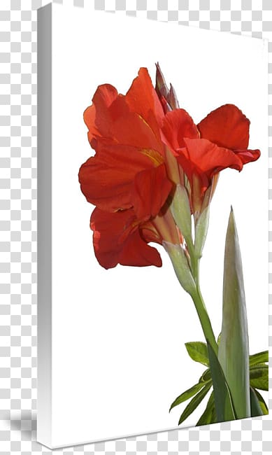 Amaryllis Jersey lily Indian shot Cut flowers Tulip, Canna Lily transparent background PNG clipart