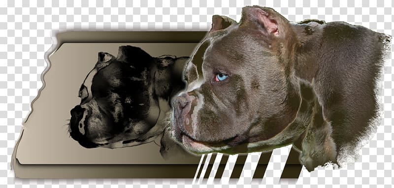 Dog breed Cane Corso American Pit Bull Terrier Snout, others transparent background PNG clipart
