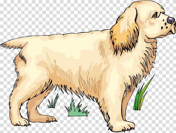 Golden Retriever Puppy Dog breed Spaniel Companion dog, golden retriever transparent background PNG clipart
