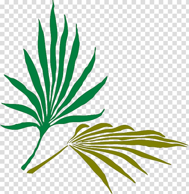 Arecaceae Frond Palm branch , Leaf transparent background PNG clipart
