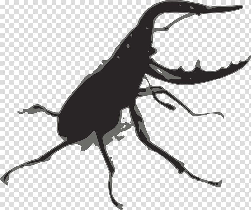 Stag beetle Lucanus cervus , beetle transparent background PNG clipart