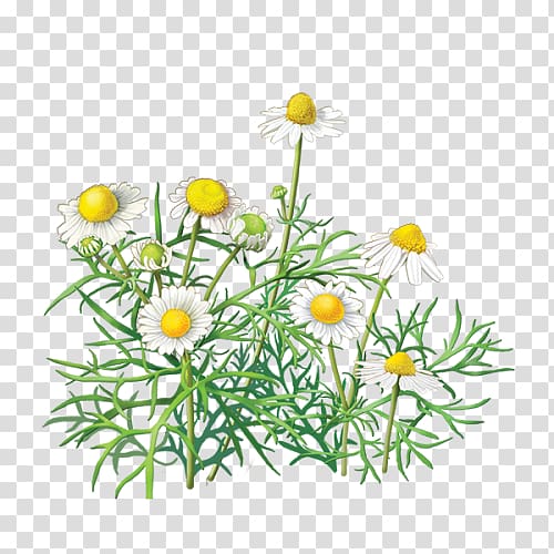 Chamomile , chamomile transparent background PNG clipart