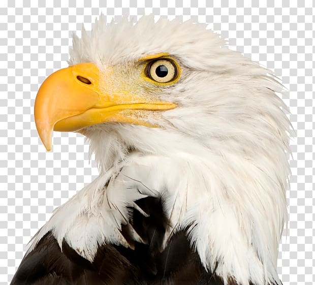 Bald Eagle, Eagle Head File transparent background PNG clipart
