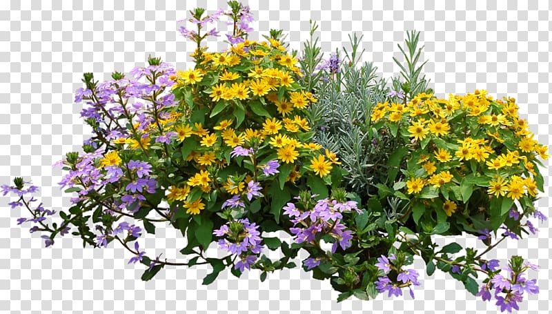 yellow and purple petaled flowers, Flower Plant Shrub, bushes transparent background PNG clipart